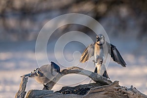 Jay mates in search for food in winter