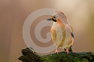 Jay on a mossy branch