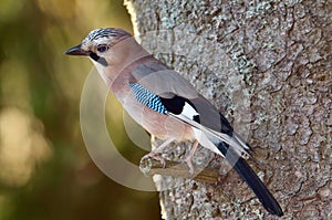 Jay in natural habitat (Garrulus Glandarius)