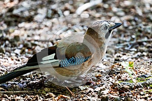 Jay, passerine bird