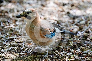 Jay, passerine bird