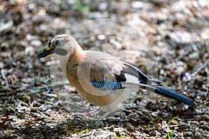 Jay, passerine bird