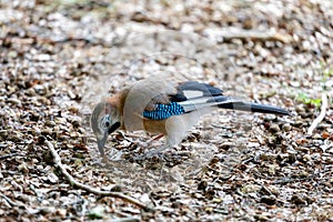 Jay, passerine bird