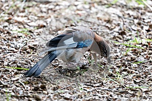 Jay, passerine bird