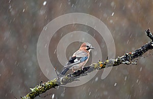 jay perched on a tree