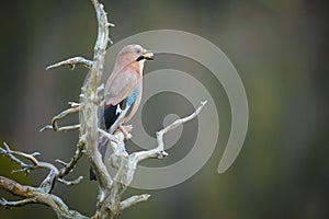 Jay perched on a weathered branch.