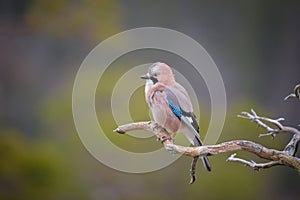 Jay perched on a weathered branch.