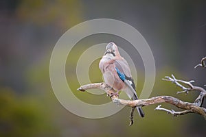 Jay perched on a weathered branch.