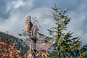 Jay resting on a beautiful autumn day