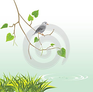 Jay on the riverside