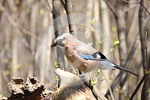The jay sits on a dry snag