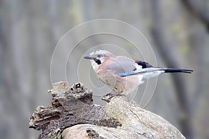 The jay sits on a dry snag