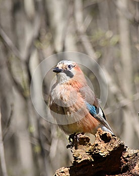 The jay sits on a snag in the sunny day