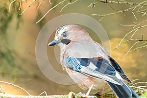 Jay is sitting on the branch