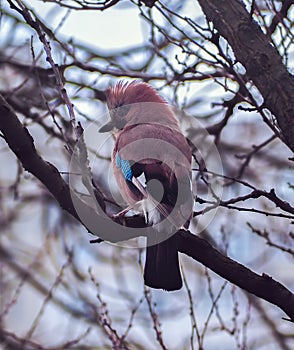 Jay sitting at the branch