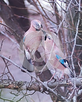 Jay sitting at the branch