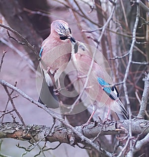 Jay sitting at the branch