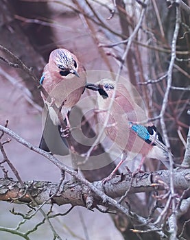 Jay sitting at the branch