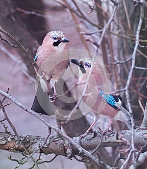 Jay sitting at the branch