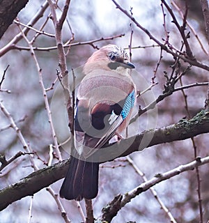 Jay sitting at the branch