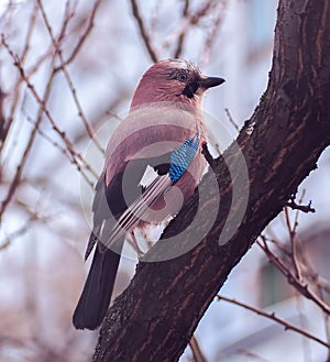 Jay sitting at the branch