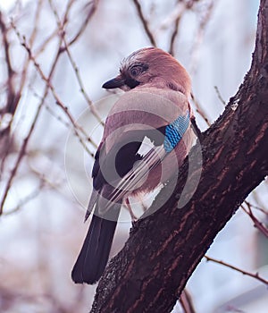 Jay sitting at the branch