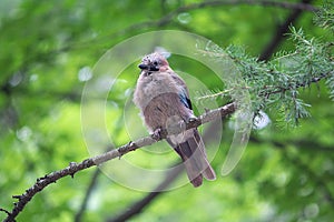 Jay sitting on a branch in the forest