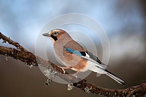 A jay is sitting on a branch with moss. Blurry brown-blue background. Mockingjay. Birds of Eurasia