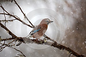 A jay is sitting on a branch with moss. Flakes of falling snow. Blurry brown-gray background. Mockingjay in winter. Birds of