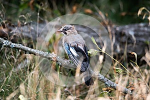 A jay sitting on a dry branch with lichen on a tree. Noisy bird looking around for food. Woodworm tracks in a tree