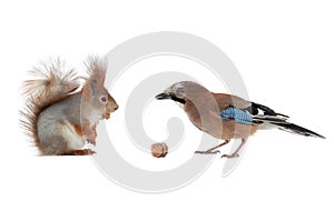 Jay and squirrel are eternal friends and competitors and enemies isolated on white background