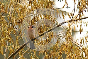 Jay standing in the rain
