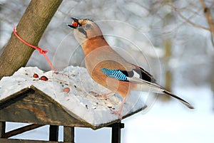 Jay stealing nuts from a bird feeder.