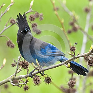 Jay Steller's Blue Bird