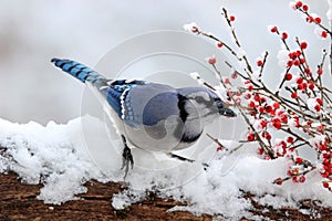 Jay with Winter Berries