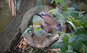 Jay in the woods foraging for food