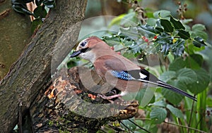 Jay in the woods foraging for food