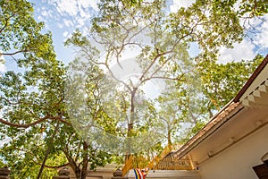 Jaya Sri Maha Bodhi the oldest living human-planted tree in the world in Anuradhapura, Sri Lanka.