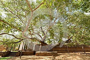 Jaya Sri Maha Bodhi is a sacred fig tree in the Mahamewna Gardens, Anuradhapura, Sri Lanka.It was planted in 288 BC, and is the