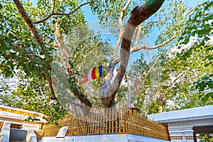 Jaya Sri Maha Bodhi is a sacred fig tree in the Mahamewna Gardens, Anuradhapura. A sacred place for Buddhists on Sri Lanka