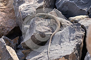 Jayakar's Lizard close up (Omanosaura jayakari)a green middle eastern lizard sitting in the rocks in UAE