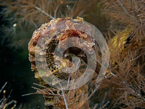 Jayakar's seahorse