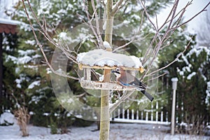 Jaybird eating from bird feeder.