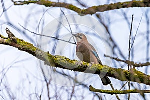 Jaybird Garrulus glandarius on a tree branch in winter time