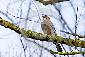 Jaybird Garrulus glandarius on a tree branch in winter time