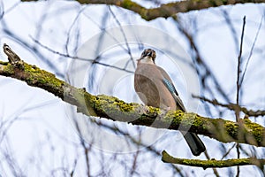 Jaybird Garrulus glandarius on a tree branch in winter time