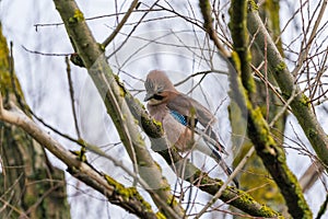 Jaybird Garrulus glandarius on a tree branch in winter time