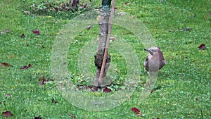 A jaybird on a lawn in search of food in late autumn