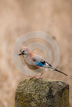 Jaybird perched on an ancient stone monument with a brown background