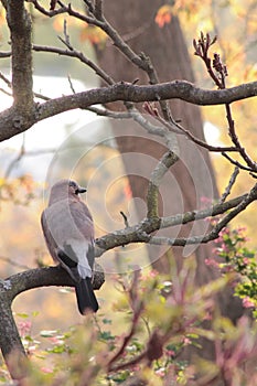 A Jaybird siting on the branch on the Autumn